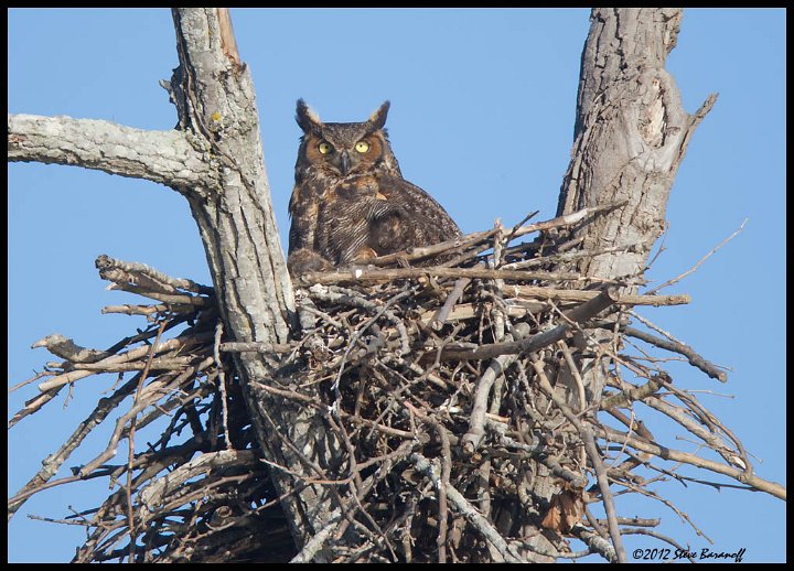 _2SB5911 great-horned owl on nest.jpg